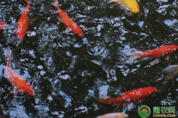 魚缸起霧的解決辦法（魚缸霧化怎么不出霧） 魚缸起霧的解決辦法（魚缸霧化怎么不出霧） 可麗愛魚缸 第2張