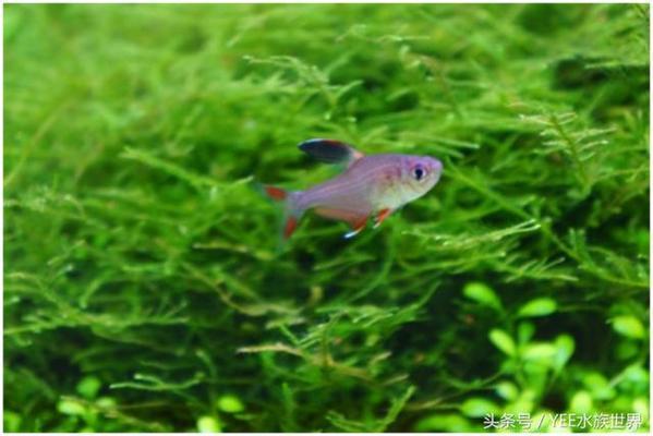紅龍魚產地在哪里的好養活：紅龍魚市場價格趨勢,如何挑選優質紅龍魚