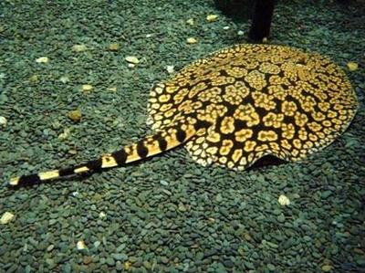 龍魚排便白色vs祥龍魚場：龍魚排便白色可能是由多種因素引起的