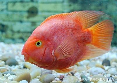 龍魚體表有白色棉絮狀物正常嗎vs祥龍魚場：龍魚體表出現(xiàn)白色棉絮狀物怎么辦