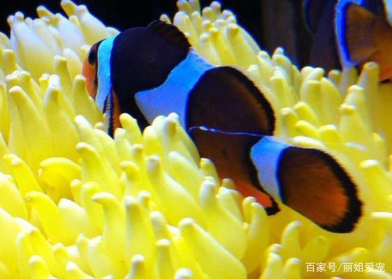 魚缸哪種品牌好一點，森森sunsun魚缸用戶評價閩江水族minjiang