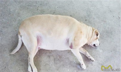 金龍魚缸用什么背景好一點呢，金龍魚缸背景顏色的選擇 金龍魚缸用什么背景好一點呢，金龍魚缸背景顏色的選擇 魚缸百科 第1張