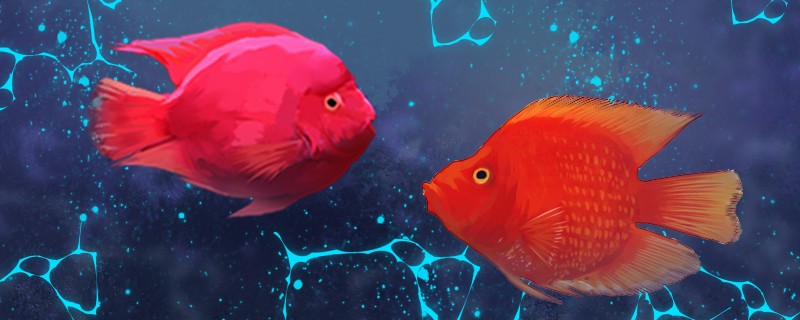 財(cái)神魚是鸚鵡魚嗎和鸚鵡魚的區(qū)別是什么