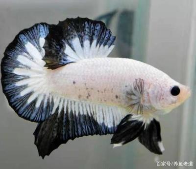 吉印插排怎么連接(吉印插排i8s怎么連接)