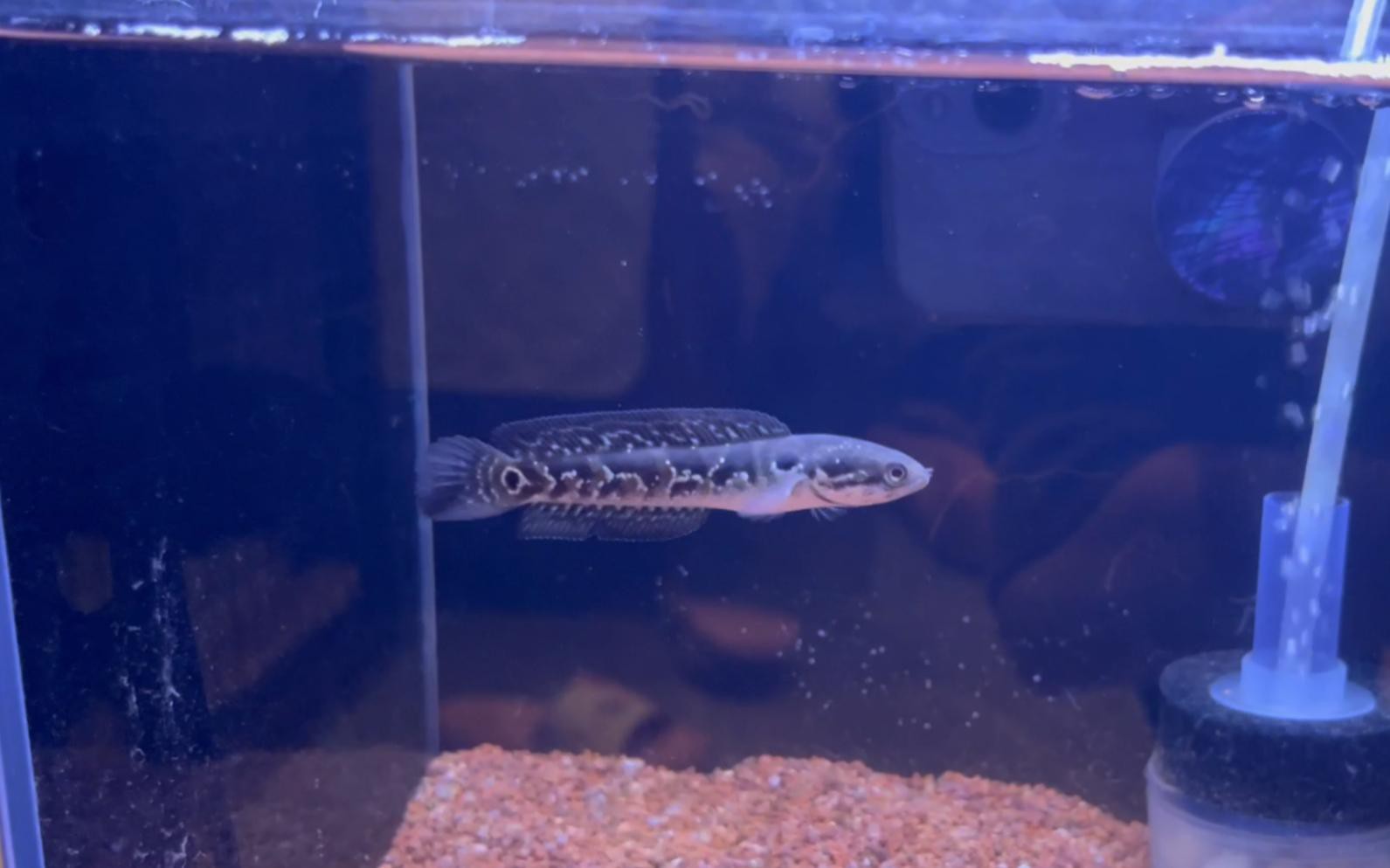 七星魚和雷龍魚哪個更適合新手養殖？，七星魚與雷龍魚哪個好