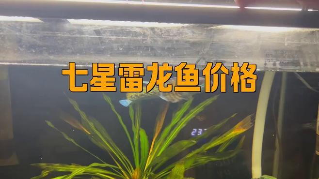 七星魚和雷龍魚哪個更適合新手養殖？，七星魚與雷龍魚哪個好