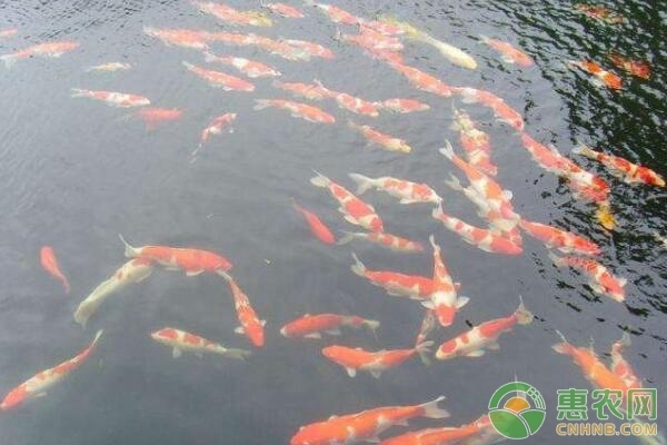 魚缸造景的沙子要洗嗎（魚缸造景沙石）