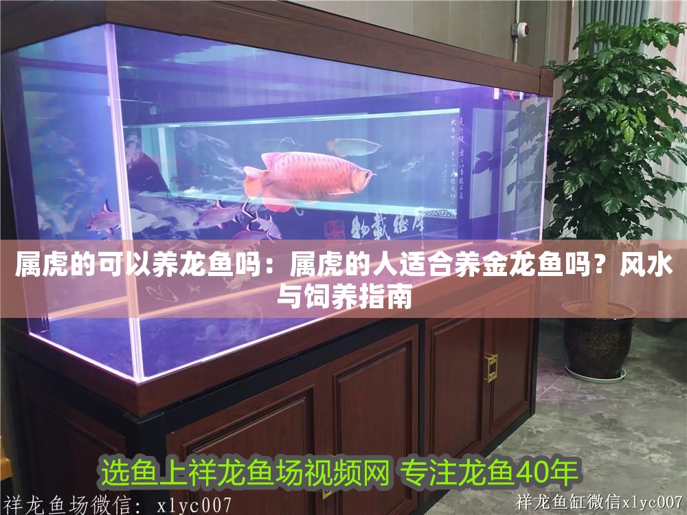 屬虎的可以養龍魚嗎：屬虎的人適合養金龍魚嗎？風水與飼養指南