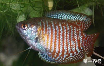 觀賞魚好養的有哪幾種呀(如何判斷觀賞魚的健康狀況) 黃金貓魚百科 第1張 觀賞魚好養的有哪幾種呀(如何判斷觀賞魚的健康狀況) 觀賞魚好養的有哪幾種呀(如何判斷觀賞魚的健康狀況) 黃金貓魚百科 第1張