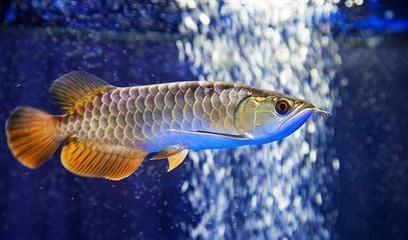 圖騰金龍魚繁殖期食物選擇：圖騰金龍魚繁殖期營養需求,金龍魚繁殖期飼料選擇技巧