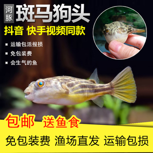 往魚缸里吹氣能加氧嗎視頻 魚缸吹氧放什么位置 往魚缸里吹氣能加氧嗎視頻 魚缸吹氧放什么位置 速倍妥 第2張