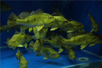 紅龍魚(yú)增色飼料配方比例的重要性關(guān)鍵營(yíng)養(yǎng)物質(zhì)分析 紅龍魚(yú)增色飼料配方比例的重要性關(guān)鍵營(yíng)養(yǎng)物質(zhì)分析 黃金貓魚(yú)百科 第1張