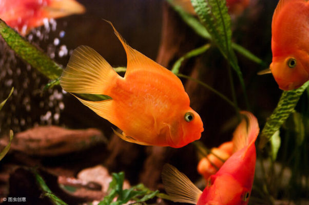 三條龍魚混養一直打怎么辦(龍魚養三條有說法嘛) 三條龍魚混養一直打怎么辦(龍魚養三條有說法嘛) 速倍妥魚糧魚藥 第1張