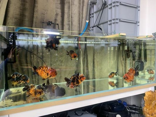 吉印刀鋒和吉印刀鋒哪個好