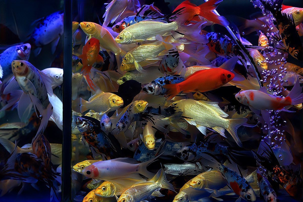 蝴蝶鯉能和龍魚混養嗎怎么養活