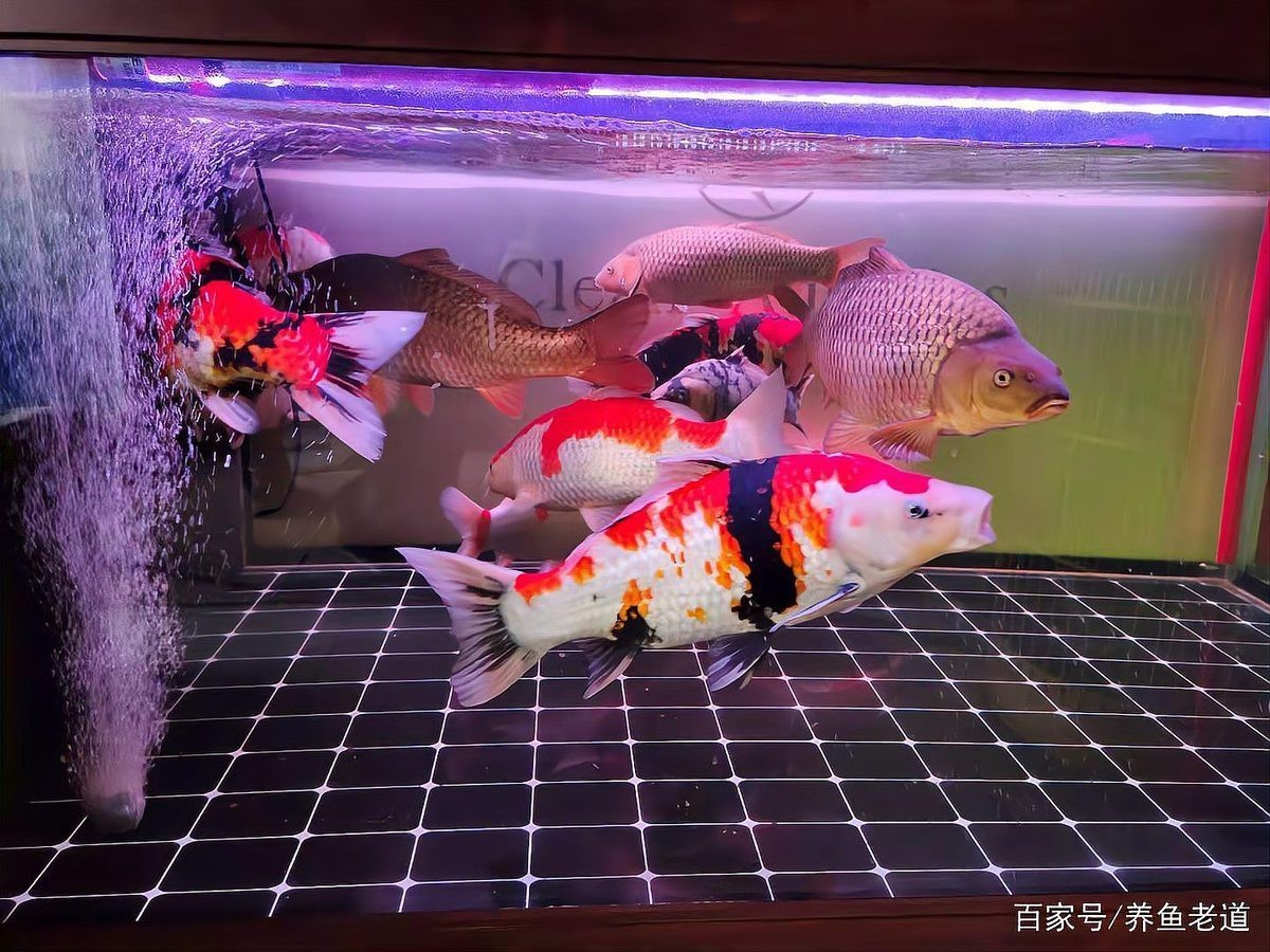 蝴蝶鯉能和龍魚混養嗎怎么養活