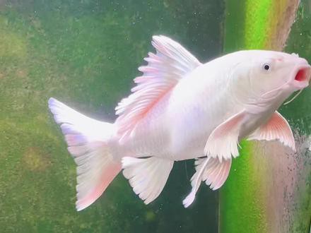 蝴蝶鯉能和龍魚混養嗎怎么養活