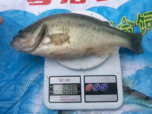 淡水鱸魚好養(yǎng)嗎，淡水鱸魚怎么養(yǎng)殖