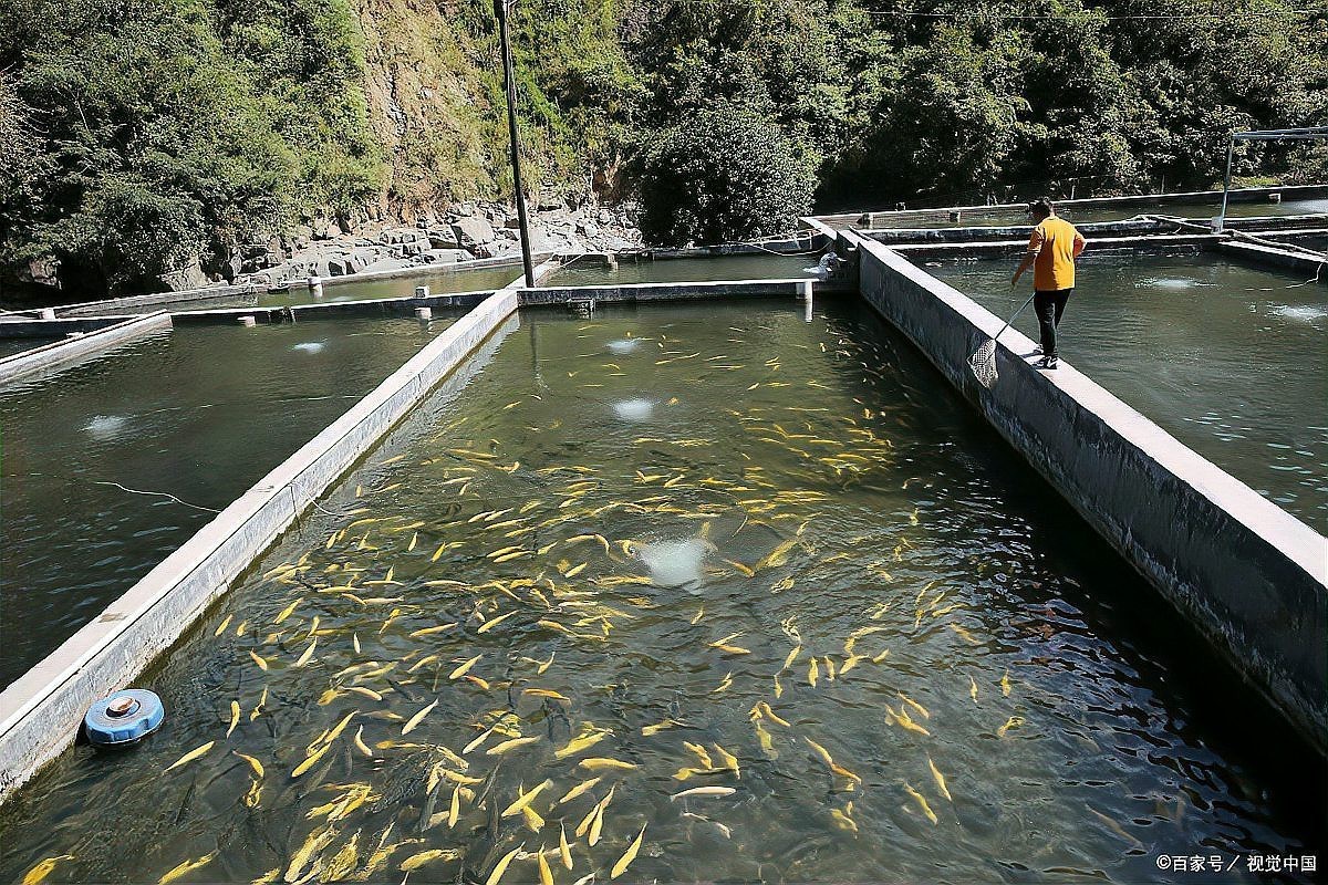 淡水鱸魚(yú)好養(yǎng)嗎，淡水鱸魚(yú)怎么養(yǎng)殖