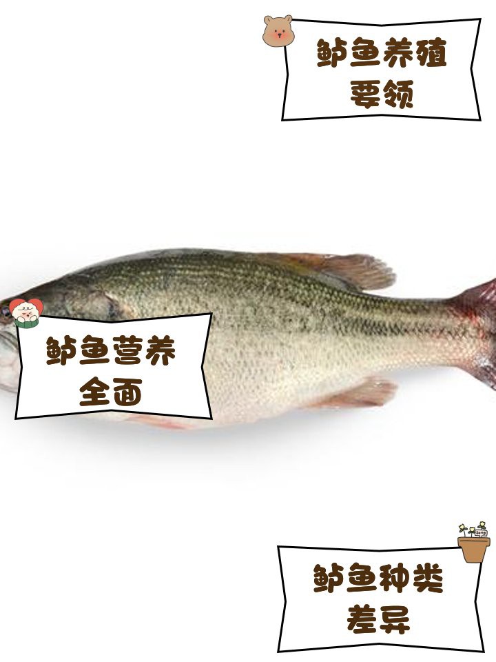淡水鱸魚(yú)好養(yǎng)嗎，淡水鱸魚(yú)怎么養(yǎng)殖