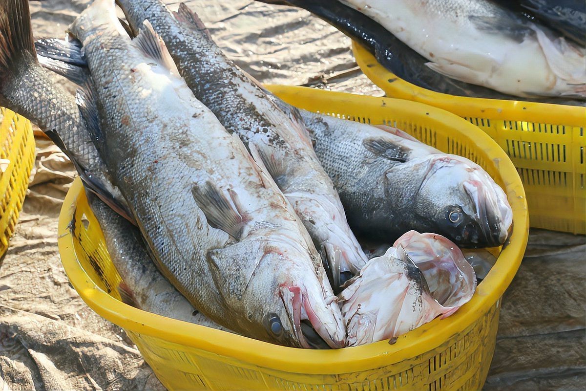 淡水鱸魚(yú)好養(yǎng)嗎，淡水鱸魚(yú)怎么養(yǎng)殖