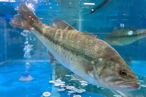 淡水鱸魚(yú)好養(yǎng)嗎，淡水鱸魚(yú)怎么養(yǎng)殖