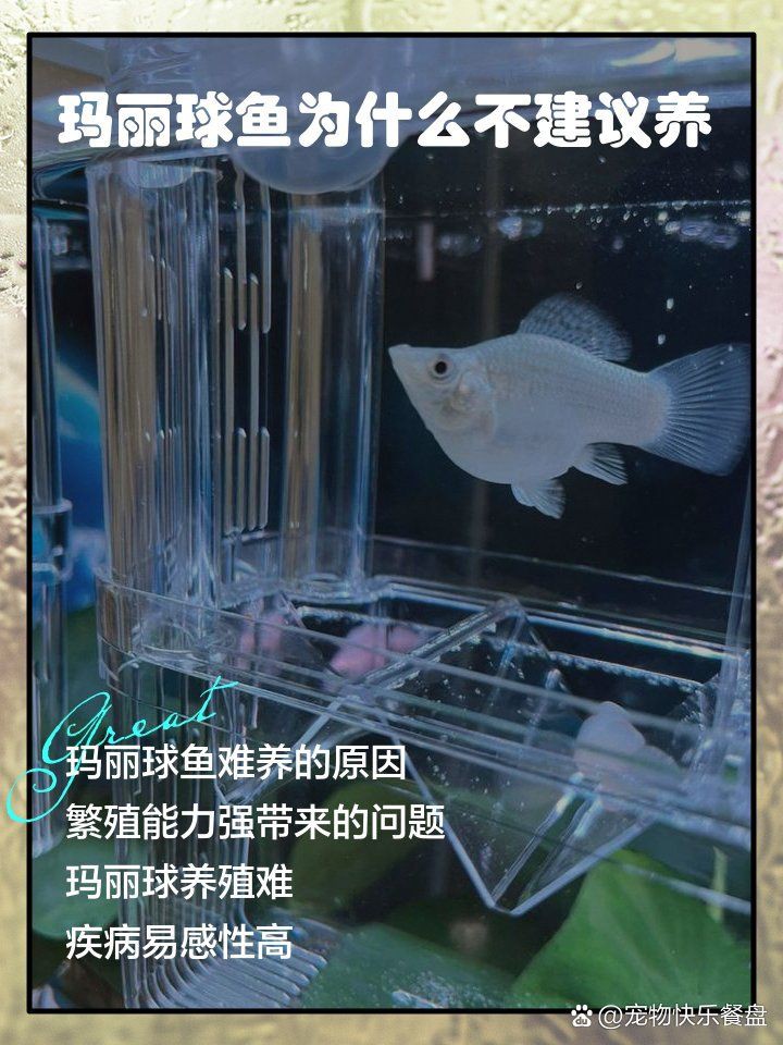 瑪麗球魚會撐死嗎，瑪麗球魚不會因進食過量而撐死，但過量喂食可能導致間接死亡