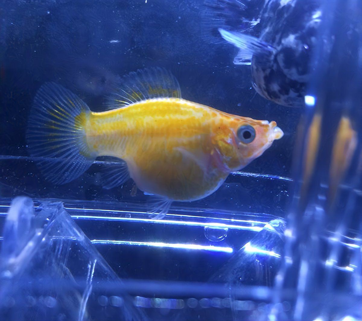 瑪麗球魚會撐死嗎，瑪麗球魚不會因進食過量而撐死，但過量喂食可能導致間接死亡