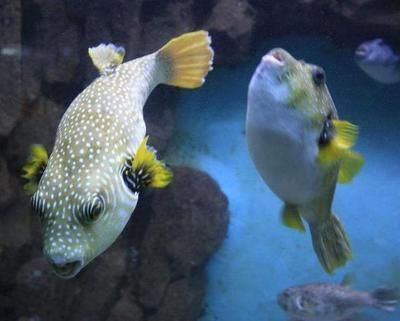 盱眙賣魚缸的地方有哪些店面（ 盱眙水產批發市場在哪里）