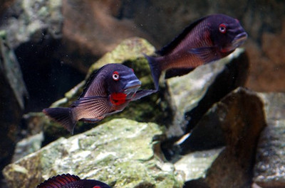 上海觀賞魚進口商家電話多少號 上海觀賞魚批發(fā)中心