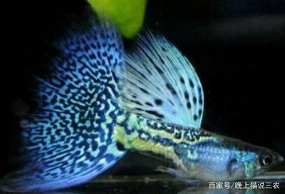 銀龍魚魚鱗變紅怎么回事（銀龍魚身上變黃是為什么）