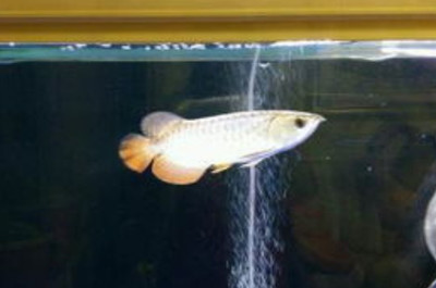 血一雷龍魚繁殖（ 血斑雷龍魚繁殖）