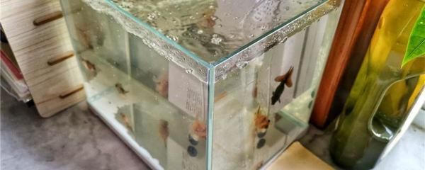 廊坊哪里賣魚缸便宜好用又實惠（廊坊哪里賣魚缸便宜好用又實惠的）
