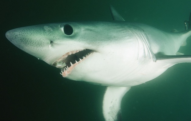 老魚匠水泵控制器壞了(水泵控制器拆解)