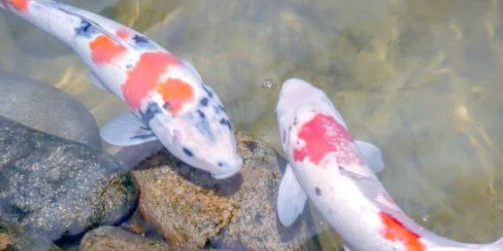 魚身上有紅色淤血，新說(shuō)，魚身上有紅色淤血是什么原因