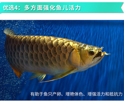 缸魚或魟魚 紅燈：鱗翅目魚類與紅燈的應(yīng)用 缸魚或魟魚 紅燈：鱗翅目魚類與紅燈的應(yīng)用 魟魚百科 第1張