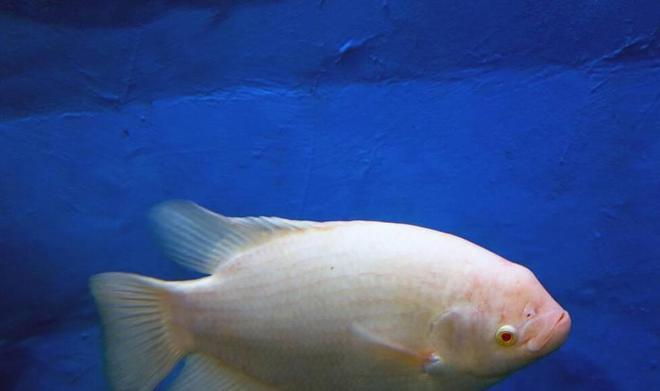 瑪麗魚是汽水魚嗎 瑪麗魚是汽水魚嗎 黃金貓魚百科 第1張