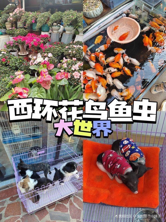 濟南水族批發市場，濟南柏寧水族批發市場