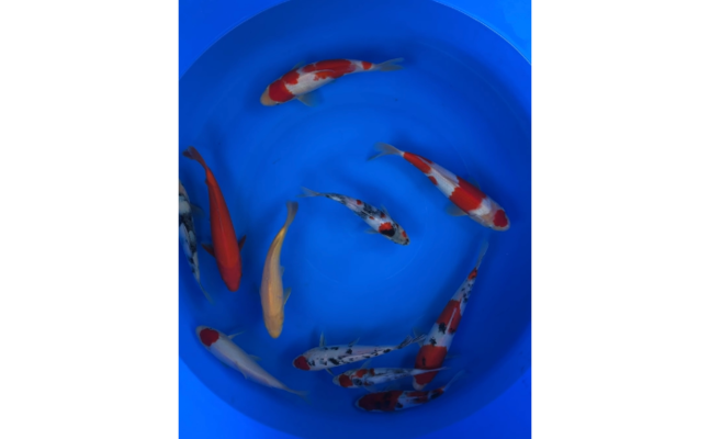 豬鼻龜混養(yǎng)最佳搭配圖：豬鼻龜混養(yǎng)水族箱布局