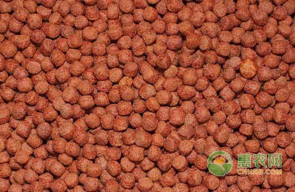 金龍魚如何看品相圖解(怎么看金龍魚的品質)