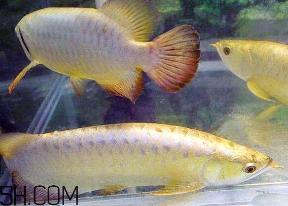 金龍魚寓意什么意思和象征【金龍魚寓意什么意思】