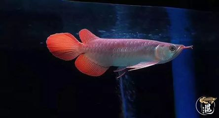 重慶魚缸造景店在哪里好 重慶賣魚缸的地方 重慶魚缸造景店在哪里好 重慶賣魚缸的地方 可麗愛魚缸 第2張