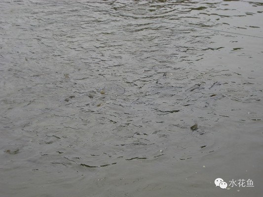 馬來西亞什么咖啡豆好(馬來西亞什么咖啡豆好賣)