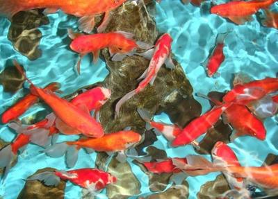 老魚匠水泵進水口尺寸(老魚匠水泵設置)