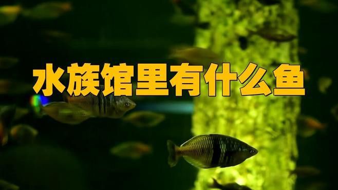 水族館特色魚種，十種特點最明顯的觀賞魚，看看你養過幾種雷龍魚,孔雀魚,鱷雀鱔