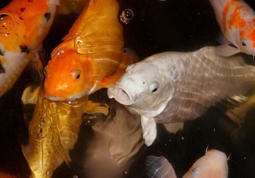 水產養殖PH值高的最佳處理方法，水產養殖PH值過高？5種高效處理方法全解析