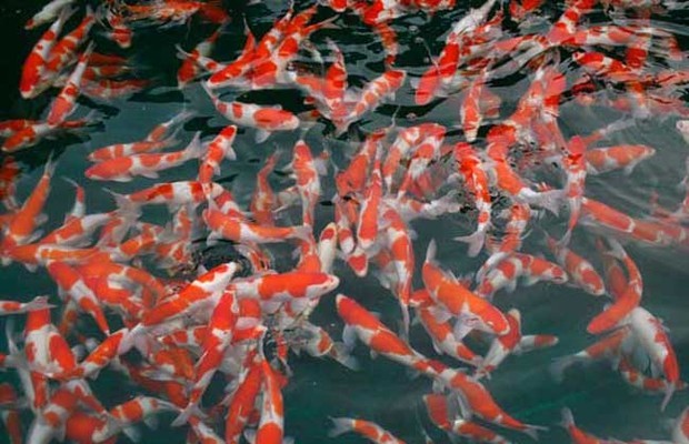 魚缸底部的糞便怎么清理視頻講解（ 魚缸底的糞便如何清理）