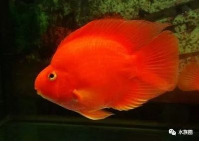 紅龍魚排行榜前十名品牌有哪些：2024年紅龍魚飼料品牌排行榜前十名的紅龍魚品牌詳情