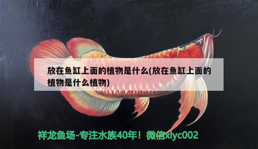 放在魚缸上面的植物是什么(放在魚缸上面的植物是什么植物) 放在魚缸上面的植物是什么(放在魚缸上面的植物是什么植物) iwish愛(ài)唯希品牌魚缸