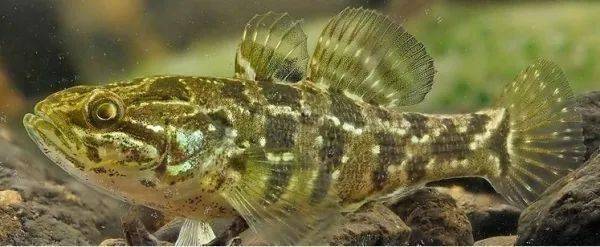 珠海上門護理清洗魚缸龍魚世家水族館省心(珠海水族館龍魚世家水族館都說好)
